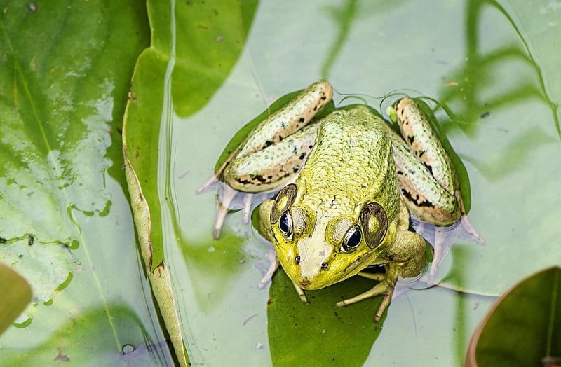 Pond Ecosystems